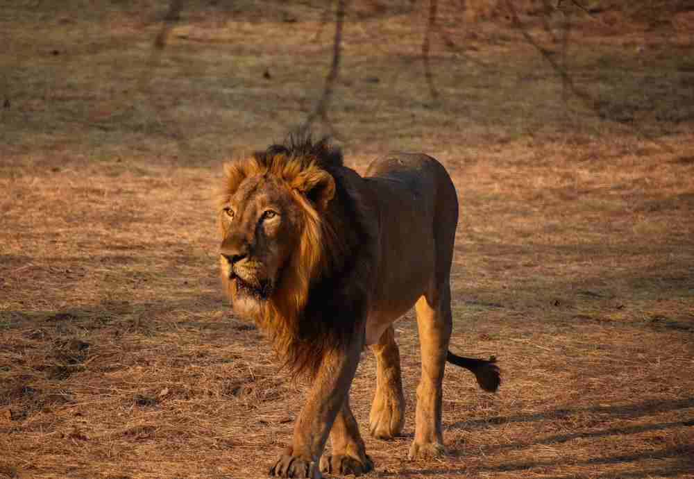 Devaliya Safari Park