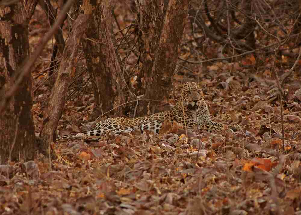 Devaliya Safari Park Image 1