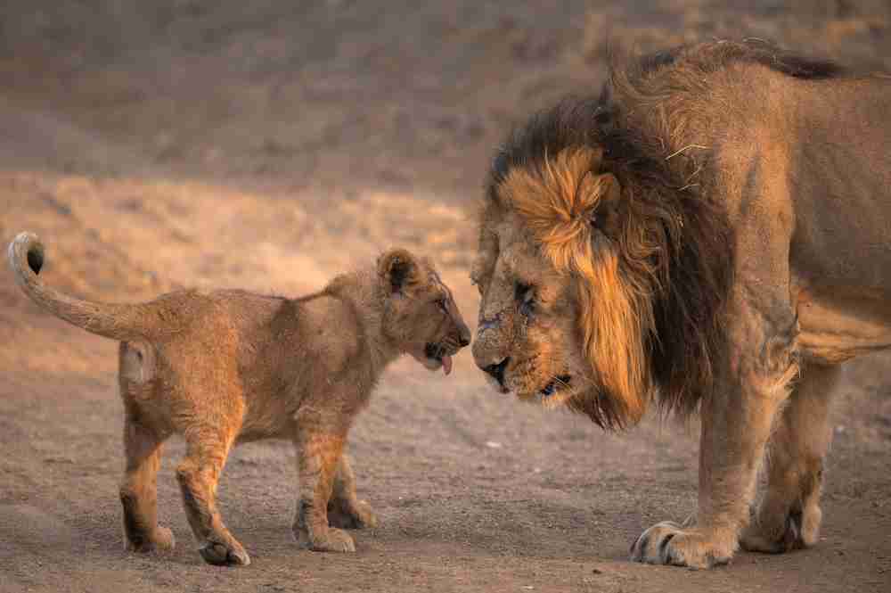 Gir National Park Image 3