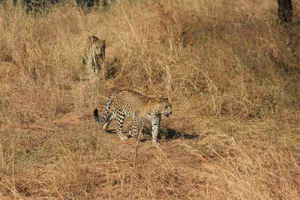 Devaliya Safari Park Image 3