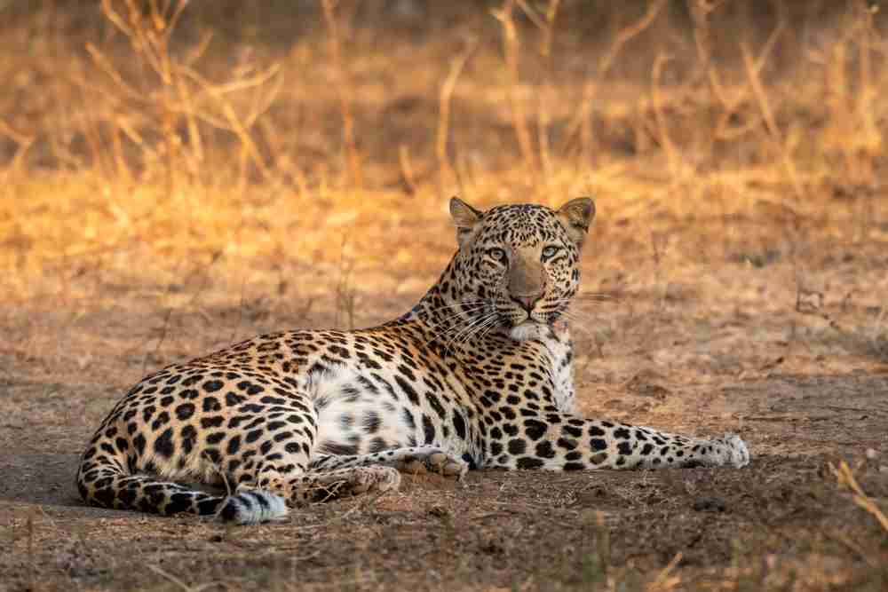Jawai Leopard Safari Image 2