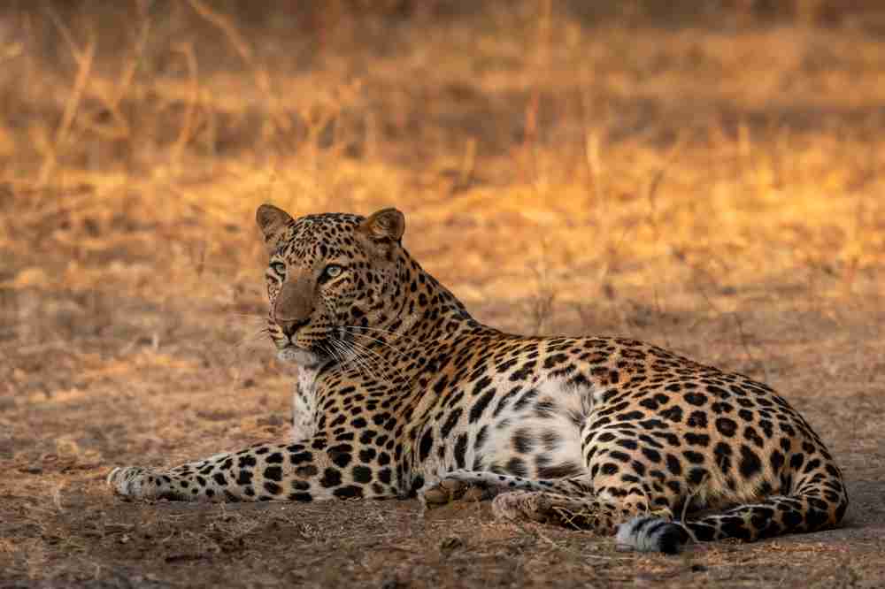 Jawai Leopard Safari Image 3