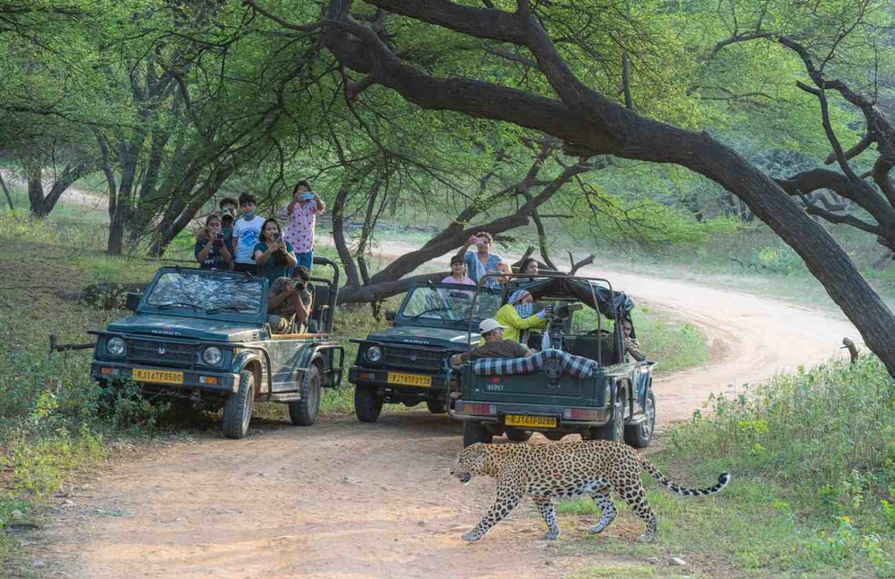 Leopard Safari in Jawai
